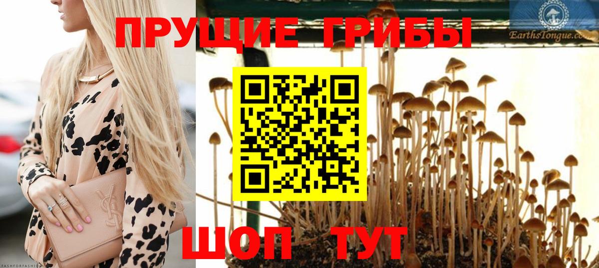 Псилоцибиновые грибы прущие грибы Чапаевск